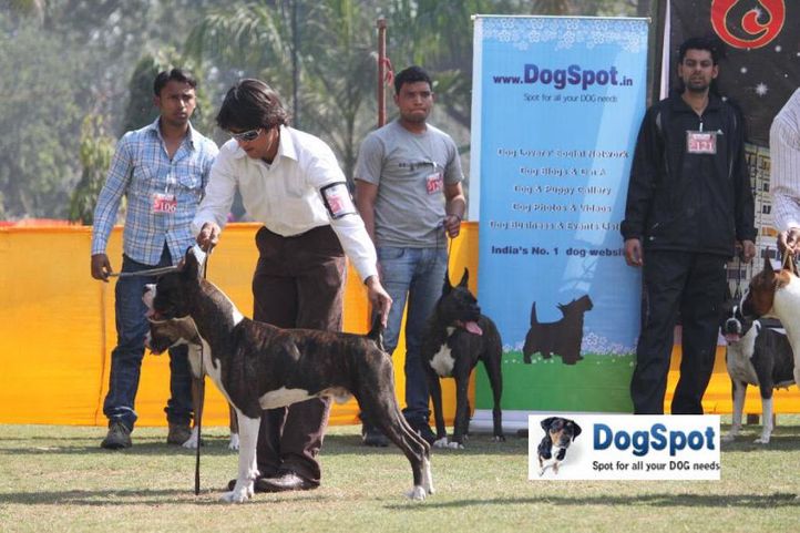 Boxer,Sirio,, Agra Dog Show 2010, DogSpot.in