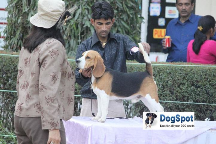 Beagle,, Agra Dog Show 2010, DogSpot.in