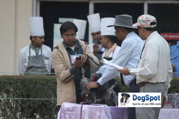 Cocker,, Agra Dog Show 2010, DogSpot.in