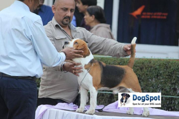 Beagle,, Agra Dog Show 2010, DogSpot.in