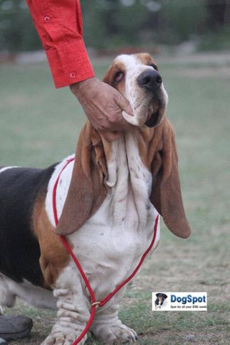 Basset,, Agra Dog Show 2010, DogSpot.in