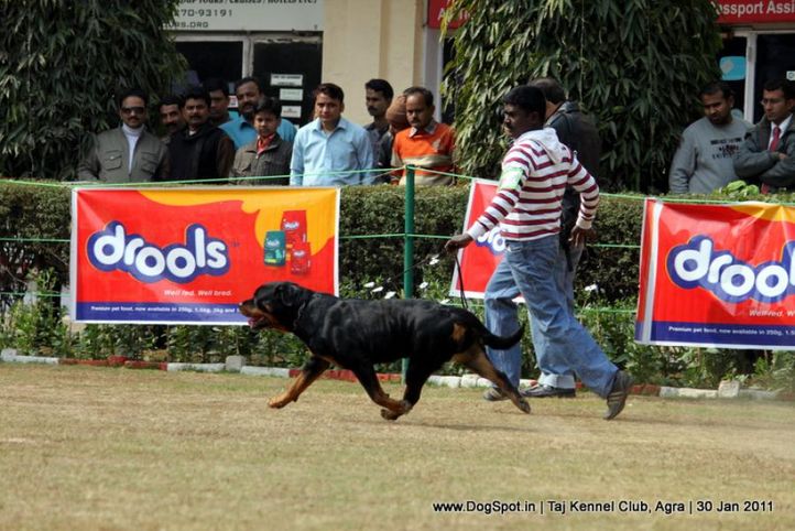 ex-156,rottweiler,sw-31,, CH Grewal`s Security, Rottweiler, DogSpot.in