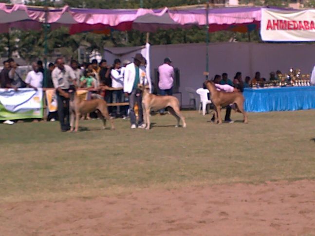 , Ahmedabad canine Club 9th & 10th Championship Dog Show, DogSpot.in