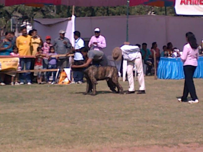 , Ahmedabad canine Club 9th & 10th Championship Dog Show, DogSpot.in