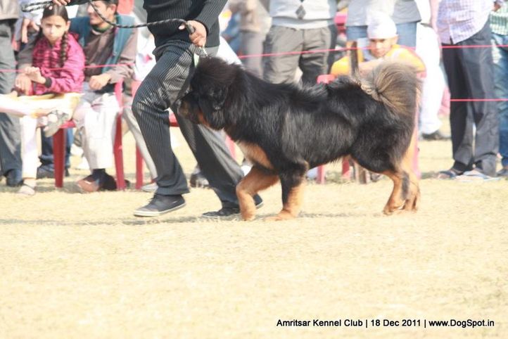 sw-46,tibetian mastiff,, Amritsar 2011, DogSpot.in