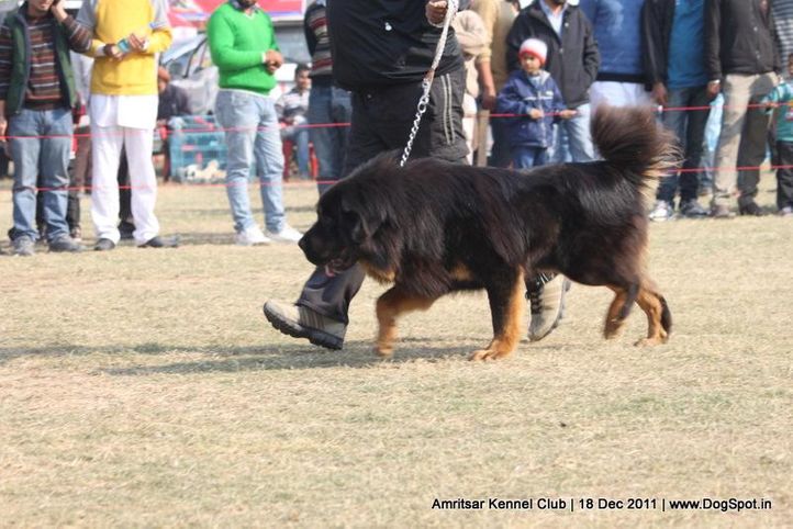 sw-46,tibetian mastiff,, Amritsar 2011, DogSpot.in
