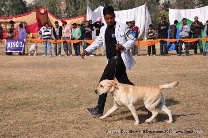 lab,, Amritsar Dog Show 2010, DogSpot.in