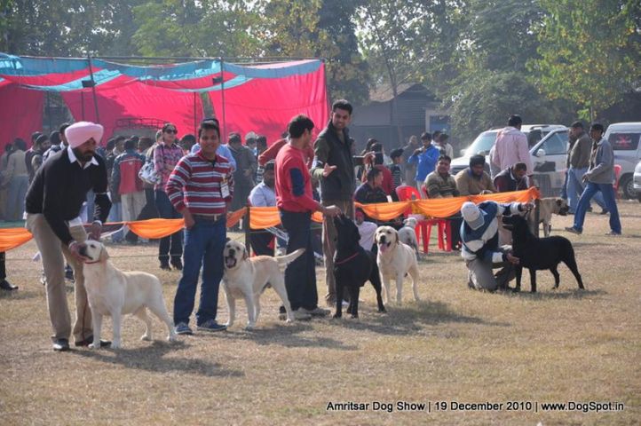 lab,, Amritsar Dog Show 2010, DogSpot.in
