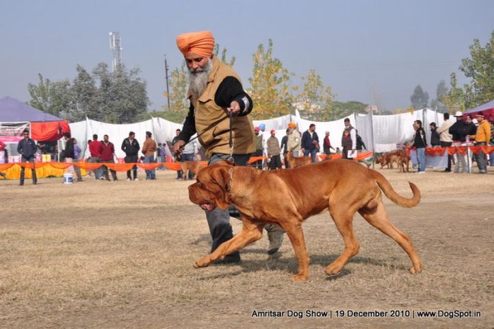 mastiff,, Amritsar Dog Show 2010, DogSpot.in