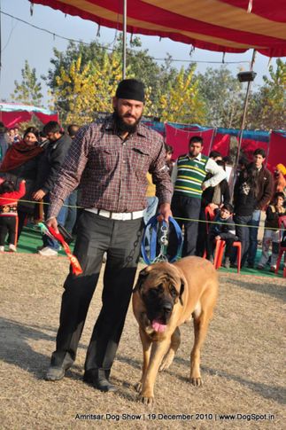 mastiff,, Amritsar Dog Show 2010, DogSpot.in