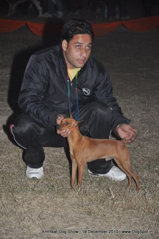 minpin,, Amritsar Dog Show 2010, DogSpot.in