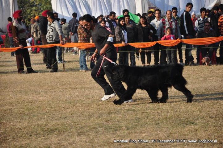 ex-174,newfoundland,, Amritsar Dog Show 2010, DogSpot.in