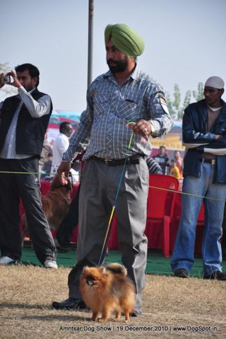 pom,, Amritsar Dog Show 2010, DogSpot.in