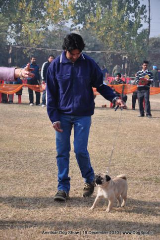 pug,, Amritsar Dog Show 2010, DogSpot.in