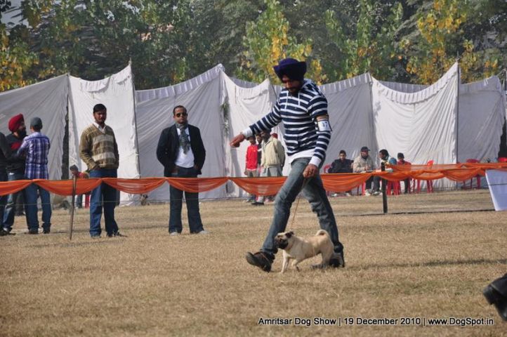 pug,, Amritsar Dog Show 2010, DogSpot.in