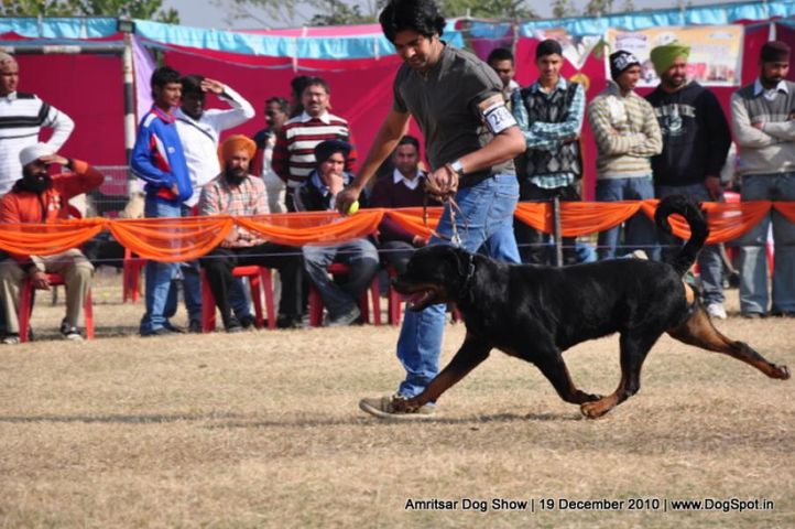 rottweiler,, Amritsar Dog Show 2010, DogSpot.in
