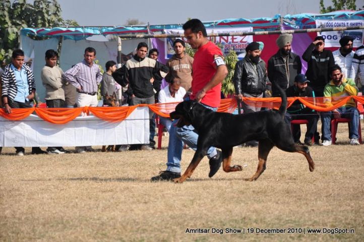 rottweiler,, Amritsar Dog Show 2010, DogSpot.in