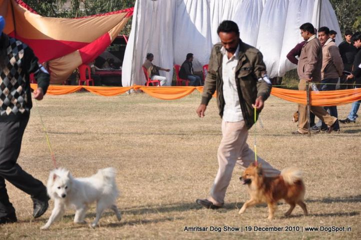spitz,, Amritsar Dog Show 2010, DogSpot.in