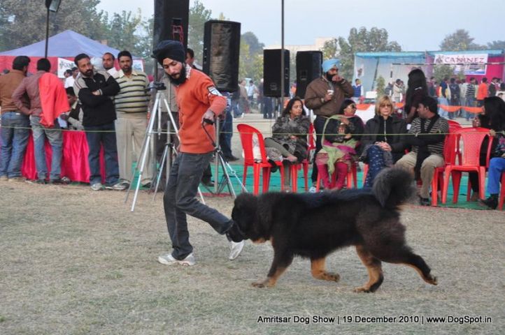 tibetan mastiff,, Amritsar Dog Show 2010, DogSpot.in