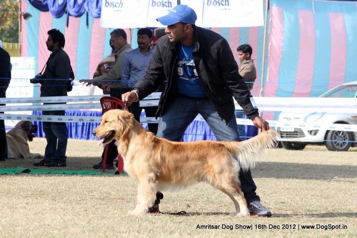 golden retriever,sw-65,, Amritsar Dog Show 2012, DogSpot.in
