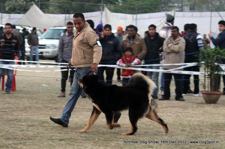 sw-65,tibetan mastiff,, Amritsar Dog Show 2012, DogSpot.in