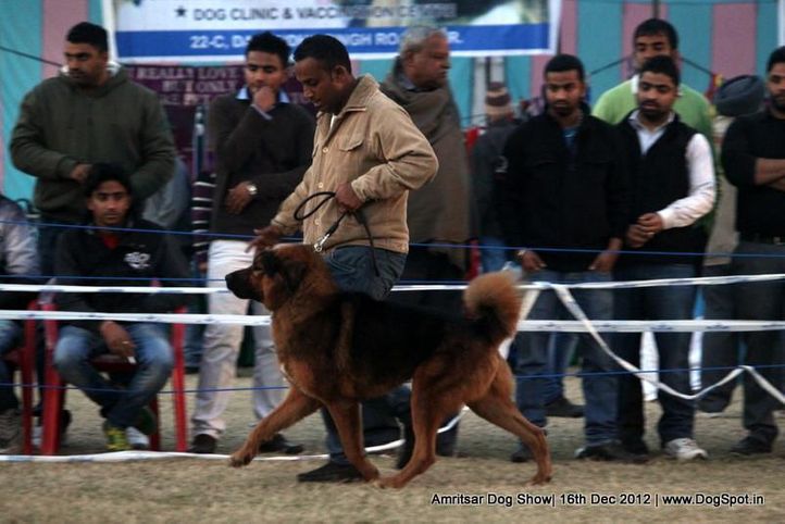 sw-65,tibetan mastiff,, Amritsar Dog Show 2012, DogSpot.in
