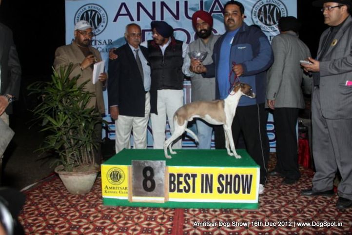 line up,sw-65,whippet,, Amritsar Dog Show 2012, DogSpot.in
