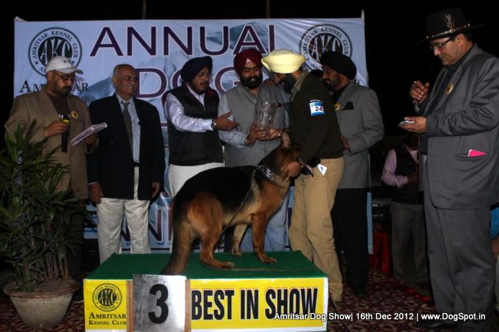 german shepherd,line up,sw-65,, Amritsar Dog Show 2012, DogSpot.in