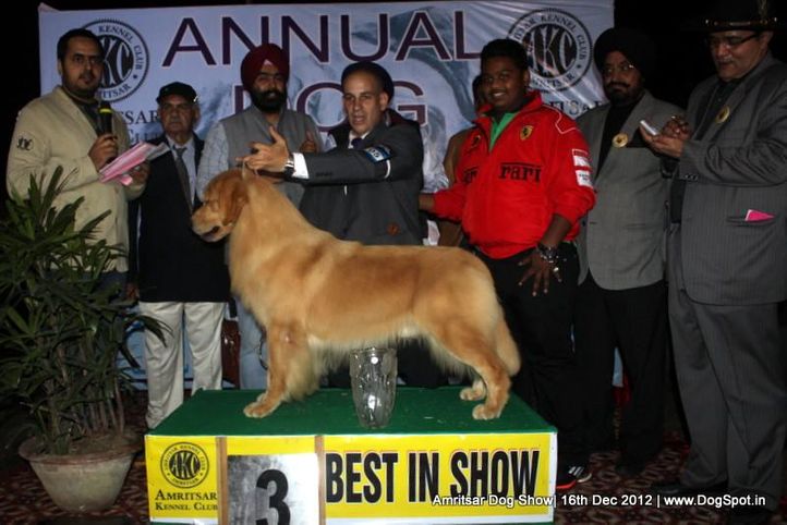 golden retriever,line up,sw-65,, Amritsar Dog Show 2012, DogSpot.in