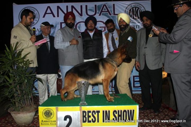german shepherd,line up,sw-65,, Amritsar Dog Show 2012, DogSpot.in