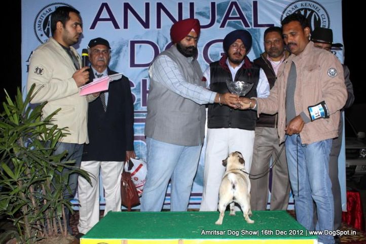 line up,pug,sw-65,, Amritsar Dog Show 2012, DogSpot.in