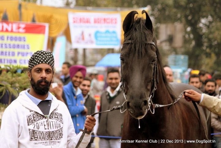 horse,sw-100,, Amritsar Dog Show 2013, DogSpot.in