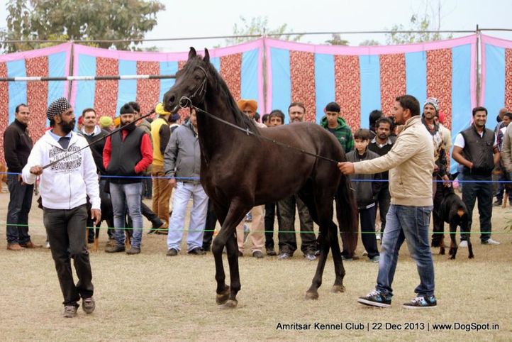 horse,sw-100,, Amritsar Dog Show 2013, DogSpot.in