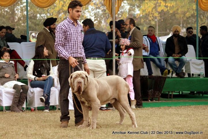 neapolitan mastiff,sw-100,, Amritsar Dog Show 2013, DogSpot.in