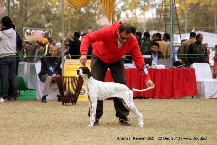 pointer,sw-100,, Amritsar Dog Show 2013, DogSpot.in