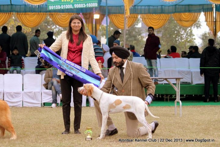 pointer,sw-100,, Amritsar Dog Show 2013, DogSpot.in
