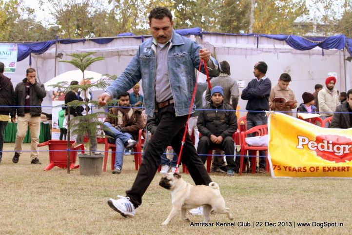 pug,sw-100,, Amritsar Dog Show 2013, DogSpot.in