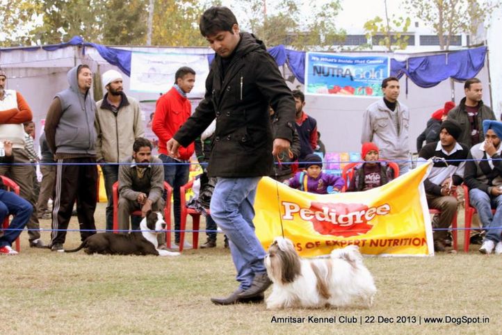 shih tzu,sw-100,, Amritsar Dog Show 2013, DogSpot.in