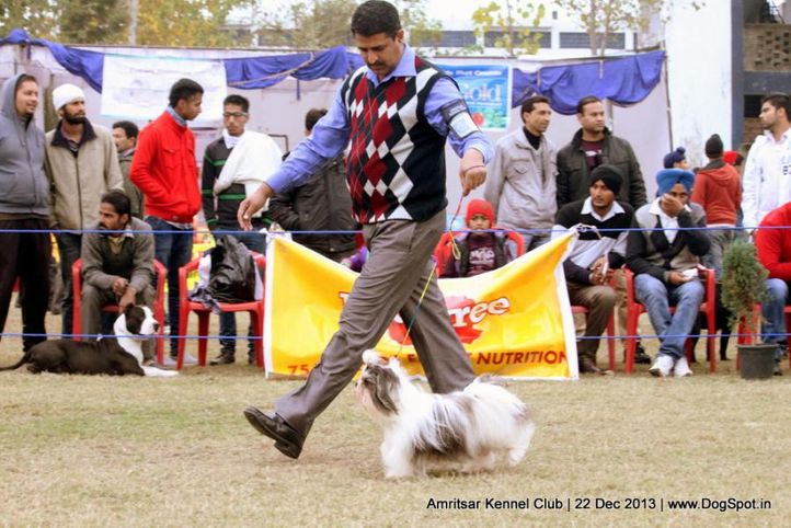 shih tzu,sw-100,, Amritsar Dog Show 2013, DogSpot.in
