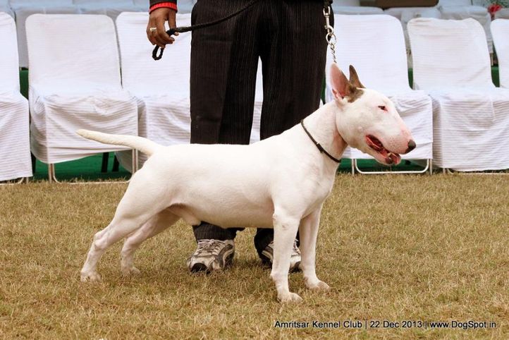 sw-100,terriers,, Amritsar Dog Show 2013, DogSpot.in