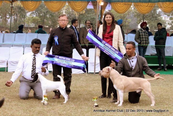 sw-100,terriers,, Amritsar Dog Show 2013, DogSpot.in