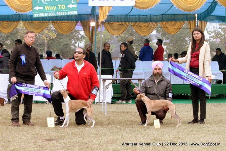 sw-100,whippet,, Amritsar Dog Show 2013, DogSpot.in