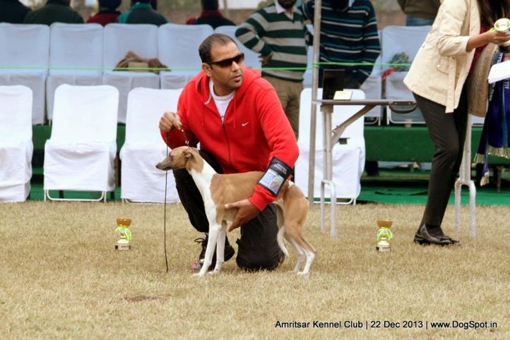 sw-100,whippet,, Amritsar Dog Show 2013, DogSpot.in