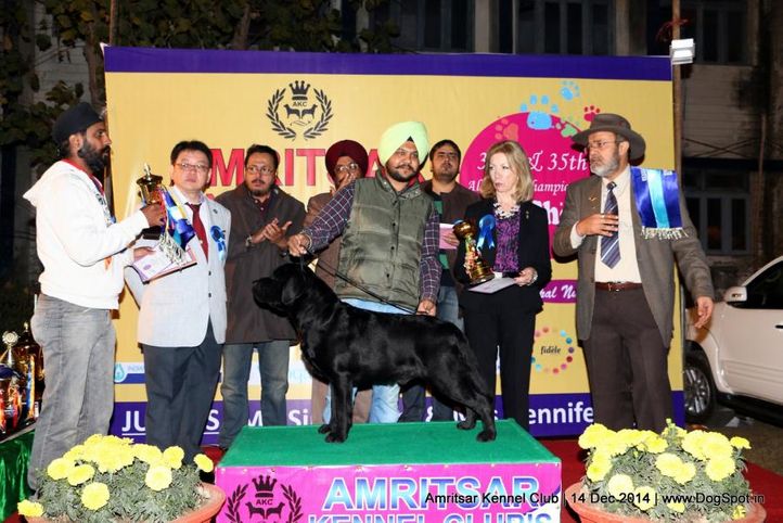 7th best in show,line up,sw-136,, Amritsar Kennel Club, DogSpot.in