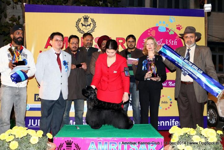 6th best in show,ex-83,line up,sw-136,, INT. CH. ROMEO BLACK CHARMING LINE, Cocker Spaniel- American, DogSpot.in