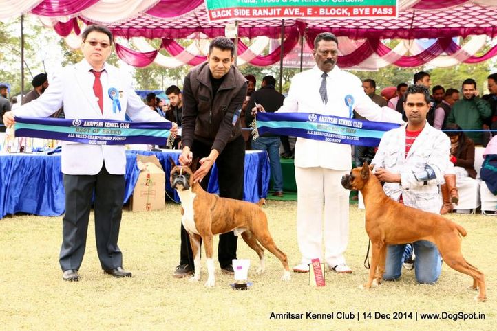 bob,boxer,rbob,sw-136,, Amritsar Kennel Club, DogSpot.in