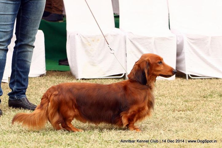 dachshund standard- long haired,sw-136,, Amritsar Kennel Club, DogSpot.in