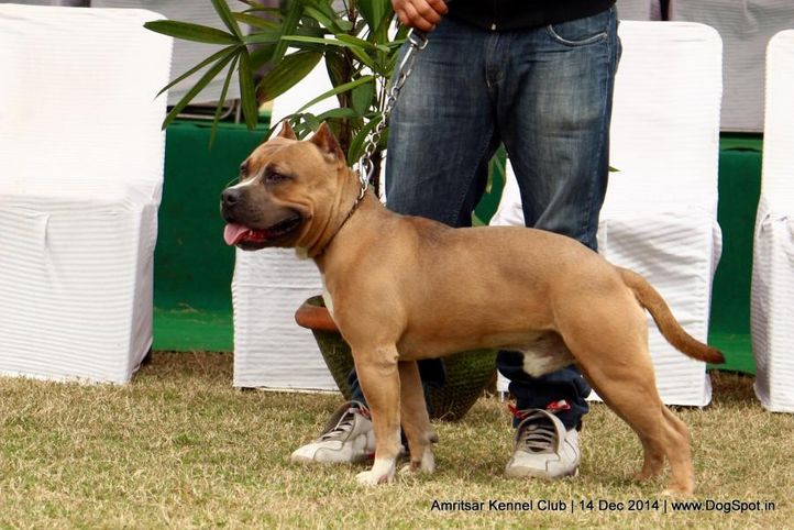 ex-35,staffordshire bull terrier,sw-136,, STONE COLD, Staffordshire Bull Terrier, DogSpot.in