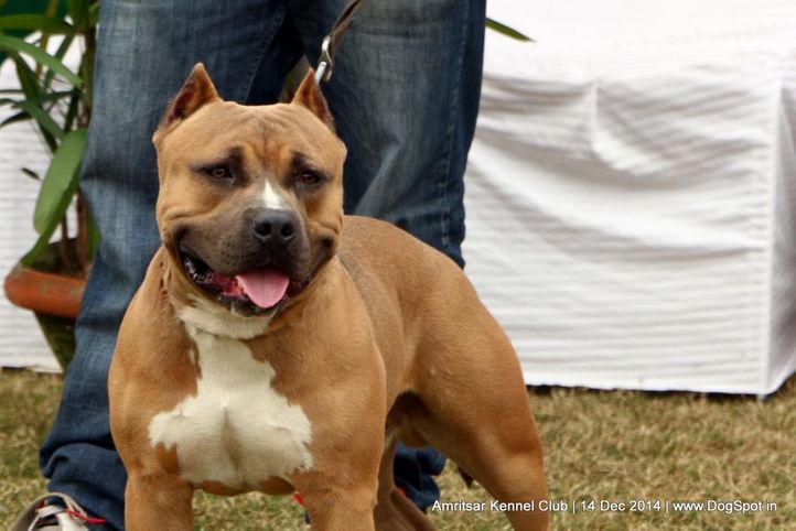 ex-35,staffordshire bull terrier,sw-136,, STONE COLD, Staffordshire Bull Terrier, DogSpot.in