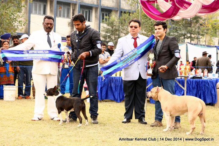 best in group,sw-136,, Amritsar Kennel Club, DogSpot.in